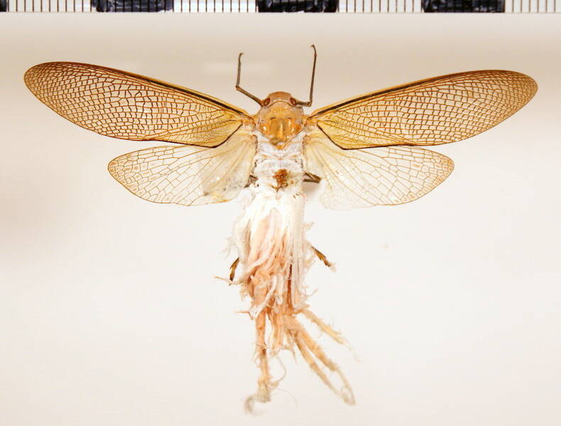 pterodictya_reticularis_Equateur