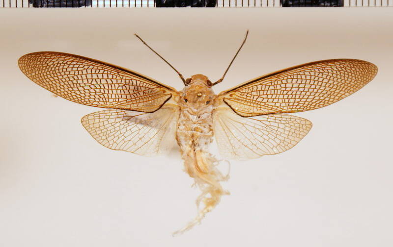 pterodictya_reticularis_Guyane fr