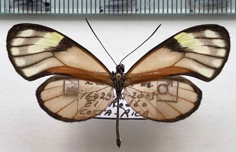 pteronymia_aletta_agalla_m_cr-standard.jpg