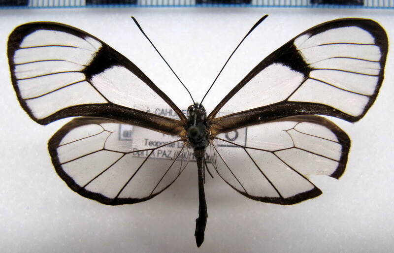 pteronymia_artena_afrania_m_bol-standard.jpg