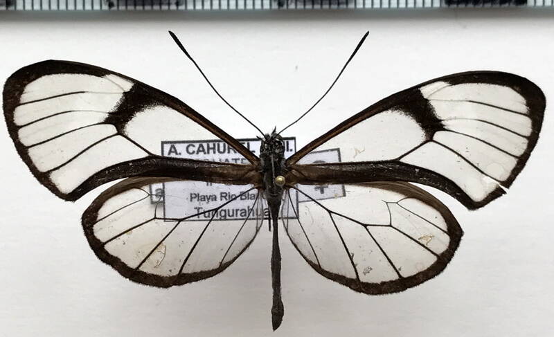 pteronymia_artena_f_eq-standard.jpg