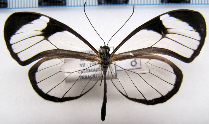 pteronymia_cotytto_cotytto_m_mex-standard.jpg