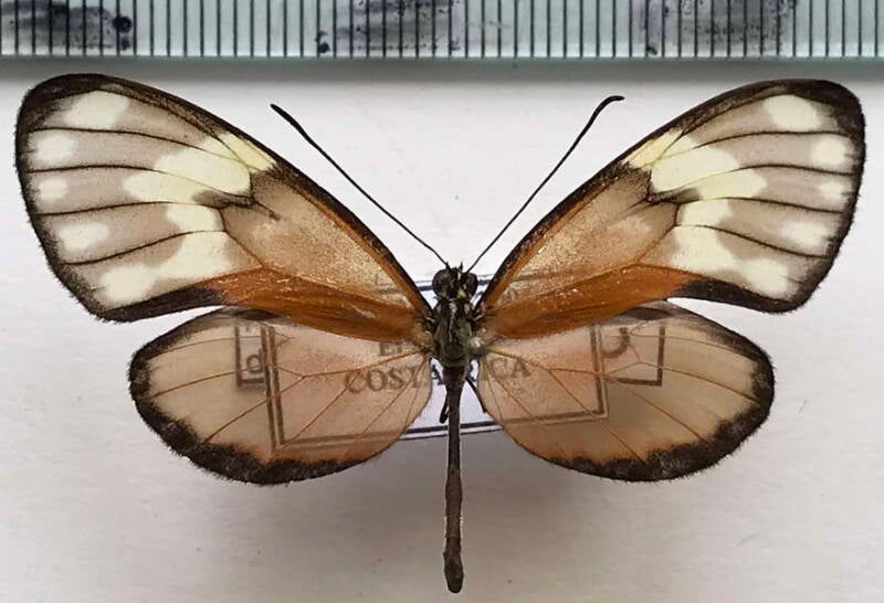 pteronymia_donella_donata_m_cr-standard.jpg