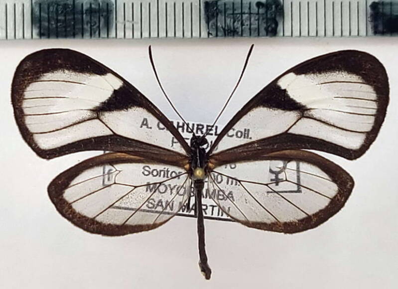 pteronymia_forsteri_f_per-standard.jpg