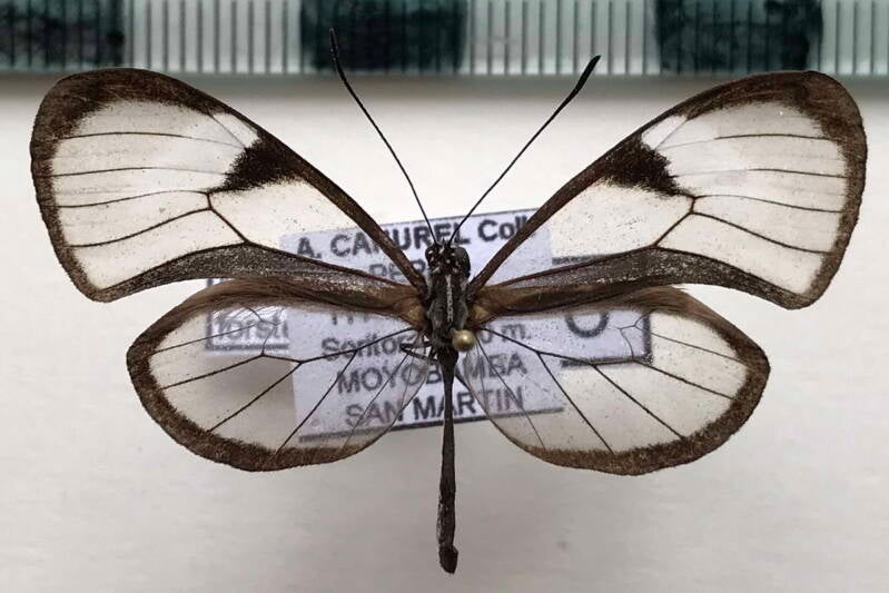 pteronymia_forsteri_m_per-standard.jpg