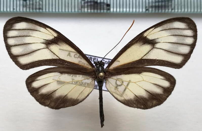 pteronymia_fumida_pacifica_f_eq-standard.jpg