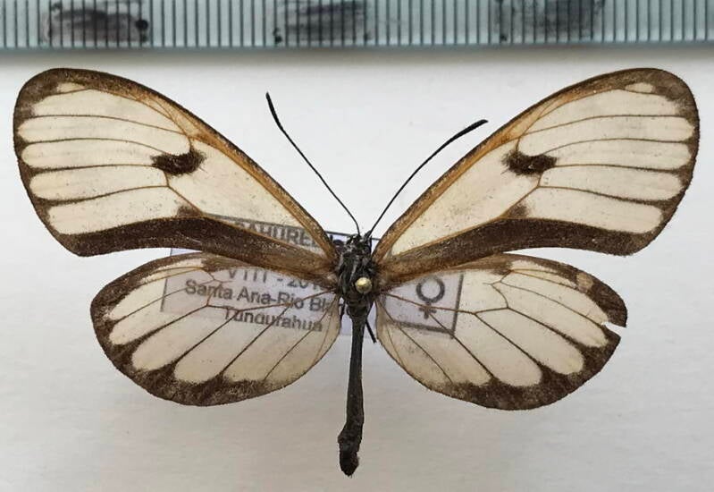 pteronymia_oneida_oneida_f_eq-standard.jpg