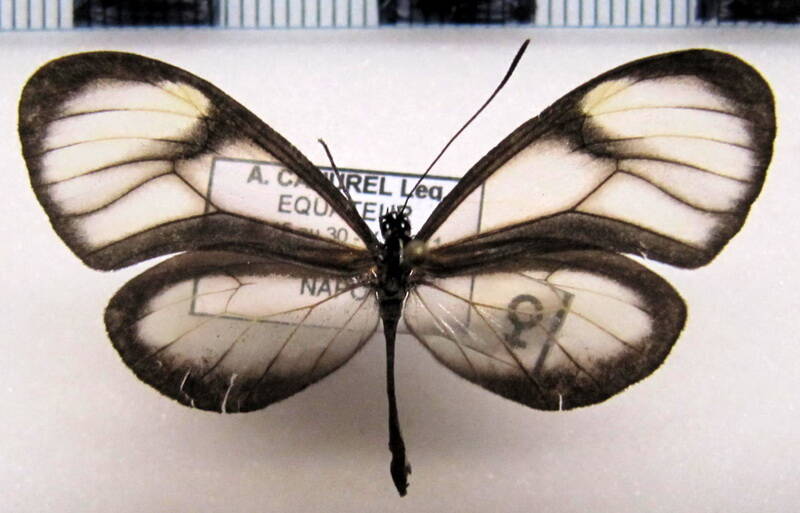 pteronymia_ozia_f_eq-standard.jpg