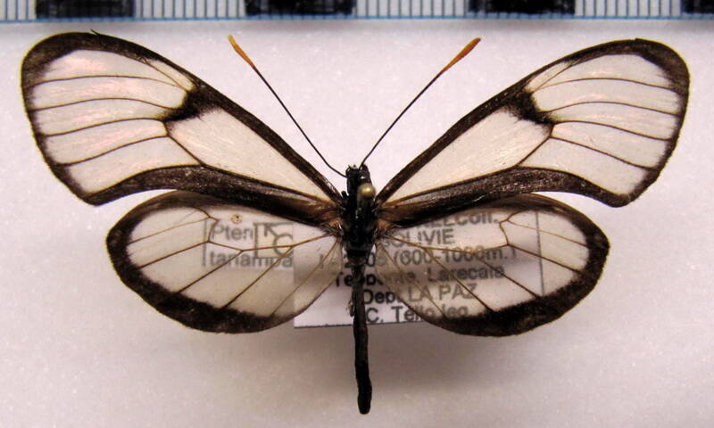 pteronymia_ozia_tanampaya_m_bol-standard.jpg
