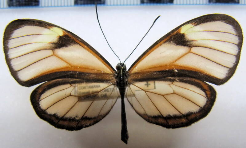 pteronymia_sao_guntheri_f_perou-standard.jpg