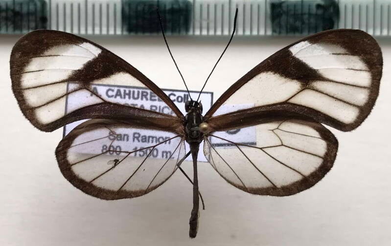 pteronymia_sexpunctata_m_per-standard.jpg
