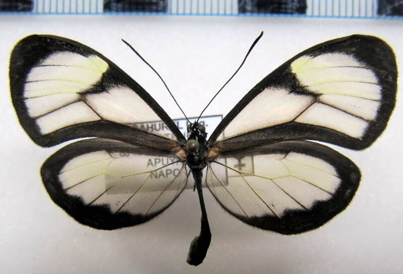 pteronymia_vertilla_sparsa_f_eq-standard.jpg