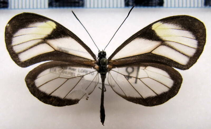 pteronymia_vertilla_sparsa_f_perou-standard.jpg