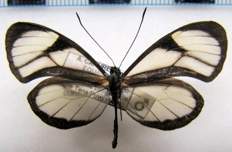 pteronymia_vertilla_sparsa_m_eq-standard.jpg