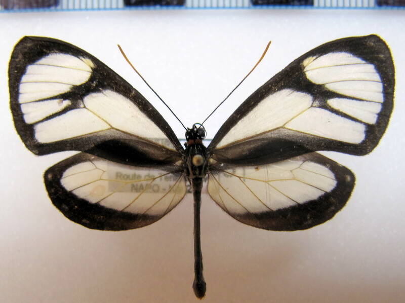 pteronymia_vestilla_m_eq-standard.jpg