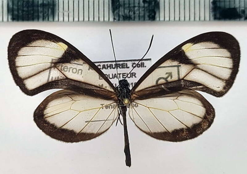 pteronymia_vestilla_sparsa_m02_eq-standard.jpg