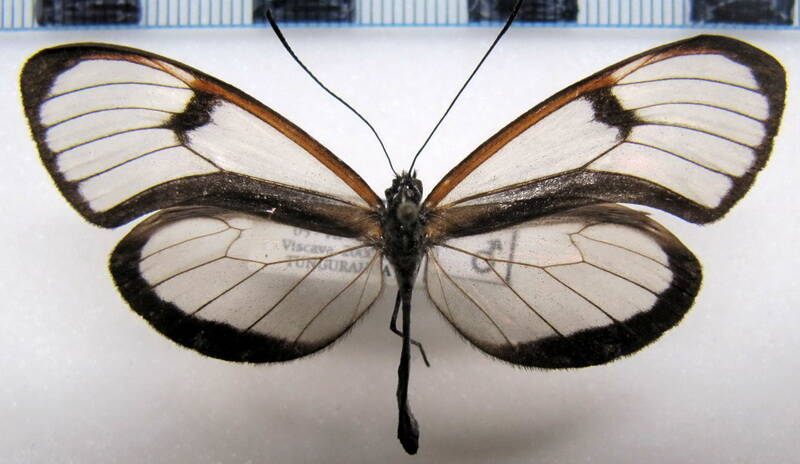 pteronymia_zerlina_alina_m_eq-standard.jpg