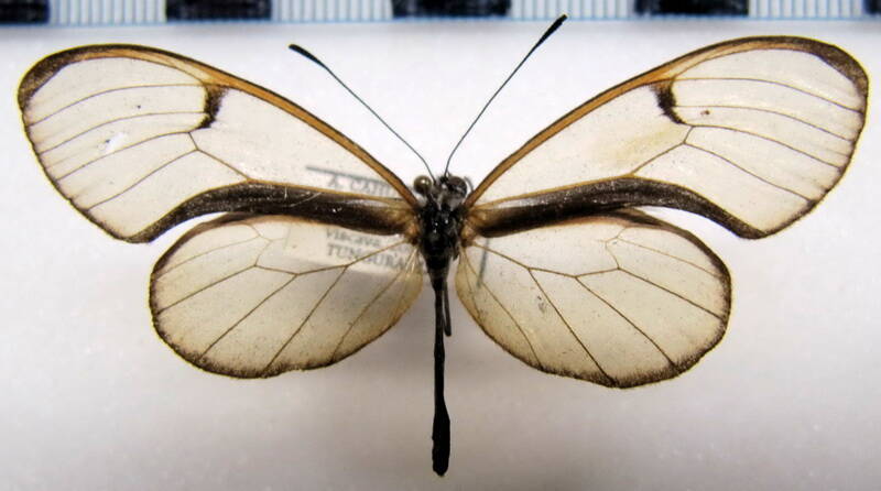 pteronymia_zerlina_ssp_m_eq-standard.jpg