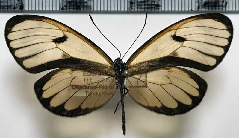pteronymioa_veia_linzera_f_eq-standard.jpg