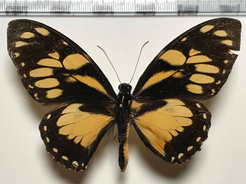 pterourus_ascolius_rosenbergi_m_eq-standard.jpg