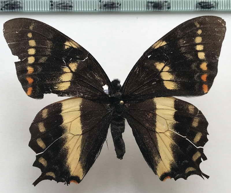 pterourus_cacicus_upanensis_m_eq-standard.jpg