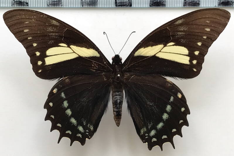 pterourus_menatius_ctesiades_m_perou-standard.jpg