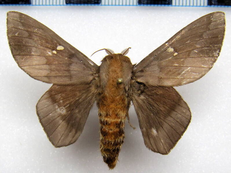 ptiloscola_photophila_gf-m02-standard.jpg