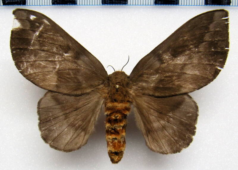ptiloscola_photophila_gf_f-standard.jpg