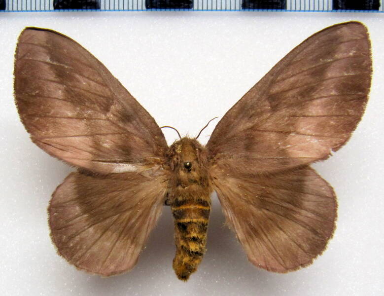 ptiloscola_surrotunda_mex_f-standard.jpg
