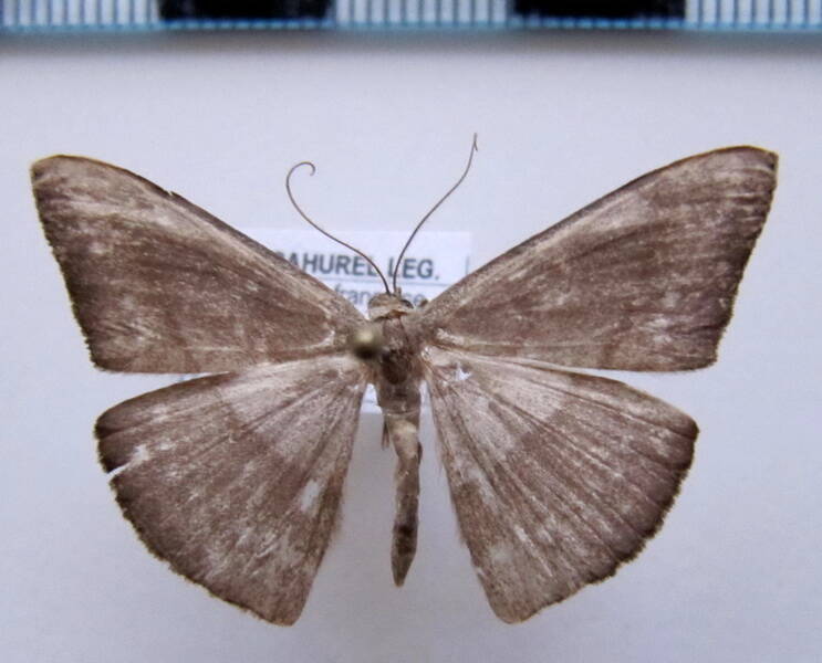 pycnoneura_sp_gf-standard.jpg