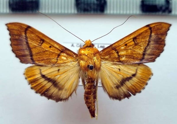 Pyralidae sp 06 mâle Equateur