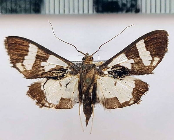 Pyralidae sp 1054 mâle Guyane française