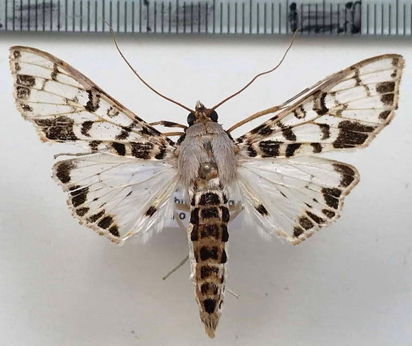 Pyralidae sp 446 mâle Equateur