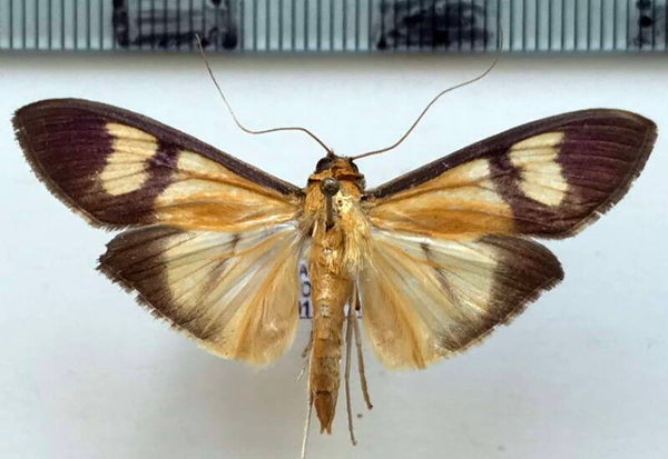 Pyralidae sp 791 mâle Equateur