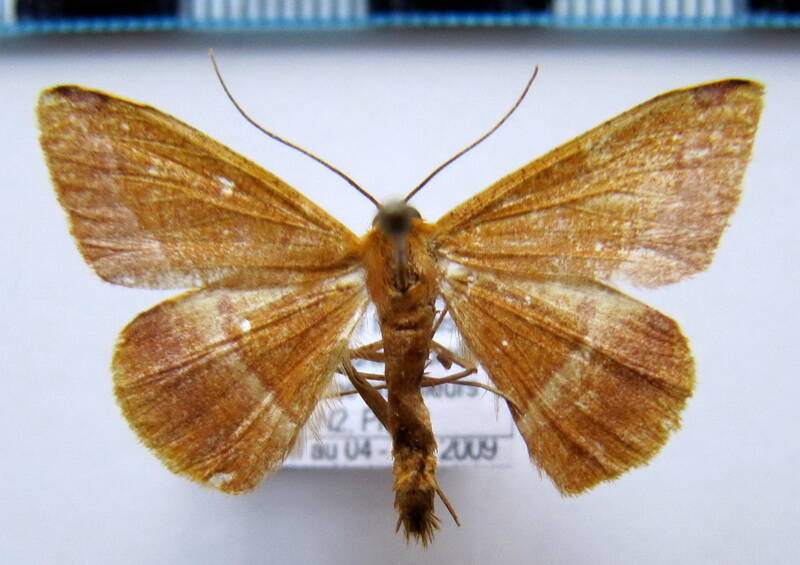 pyrinia_sp_gf-standard.jpg