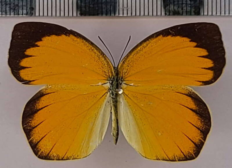 pyrisitia_proterpia_m_vnz-standard.jpg