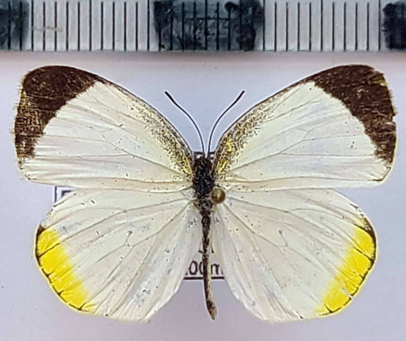 pyrisitia_venusta_f02_vnz-standard.jpg