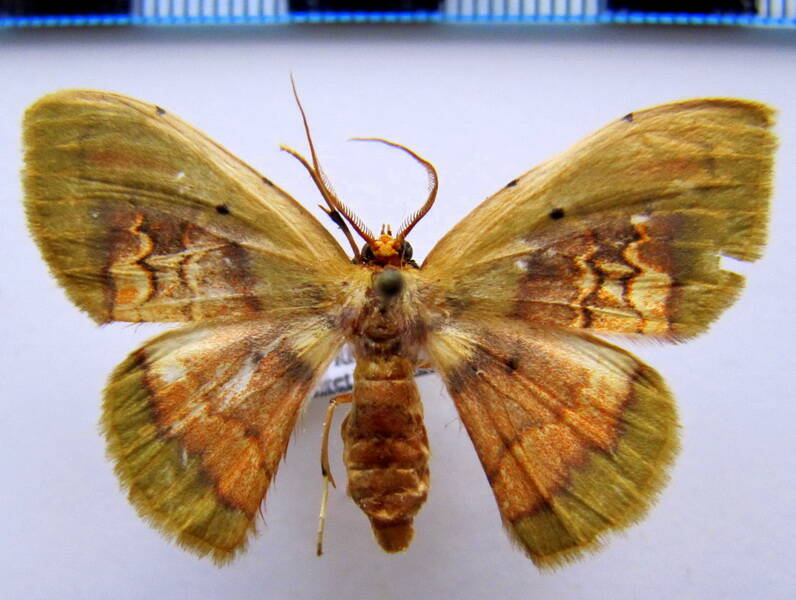 pyrochlora_rhanis_gf-standard.jpg