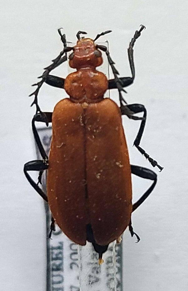 Pyrochroa serraticornis  France