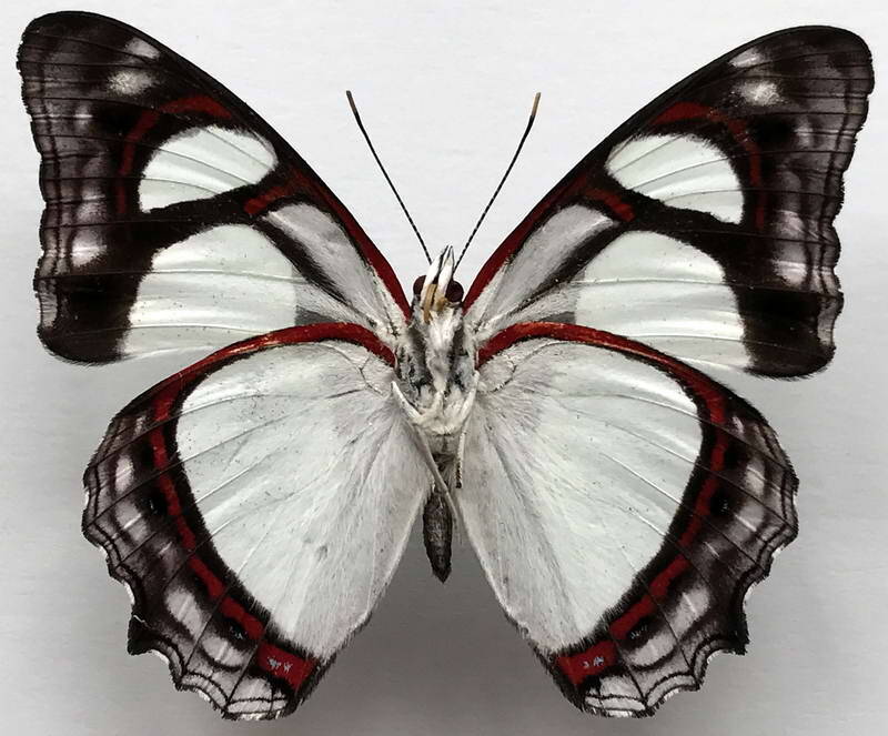 pyrrhogtra_edocla_lysanias_m_eqv-standard.jpg