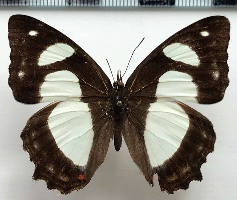 pyrrhogyra_amphiro_agilis_m_gf-standard.jpg