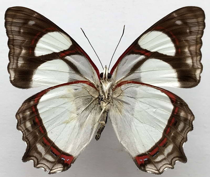 pyrrhogyra_amphiro_amphiro_m_bol_v-standard.jpg