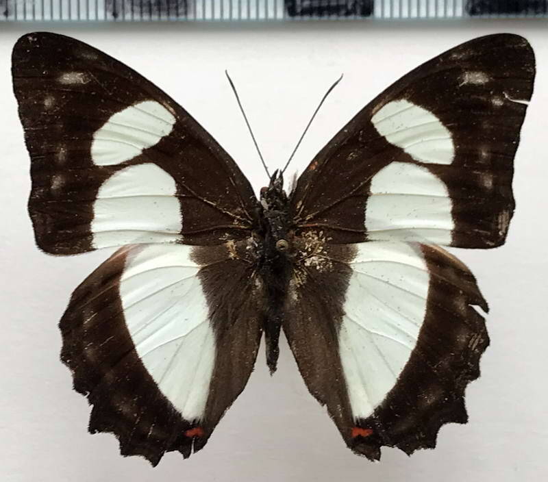 pyrrhogyra_amphiro_amphiro_m_col-standard.jpg