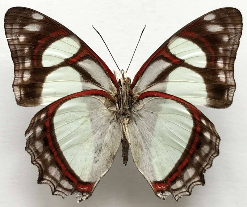 pyrrhogyra_amphiro_amphiro_m_col_v-standard.jpg