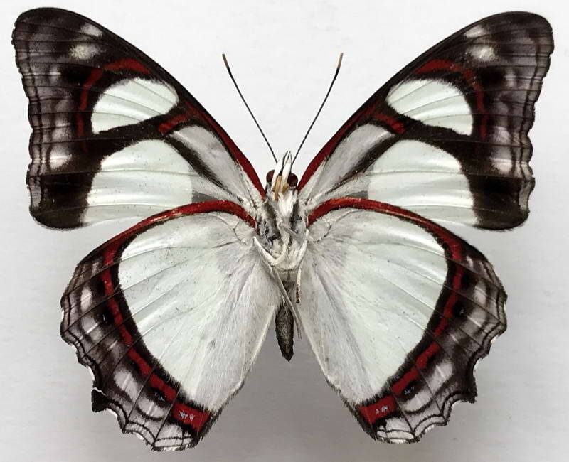 pyrrhogyra_amphiro_amphiro_m_eq_v-standard.jpg