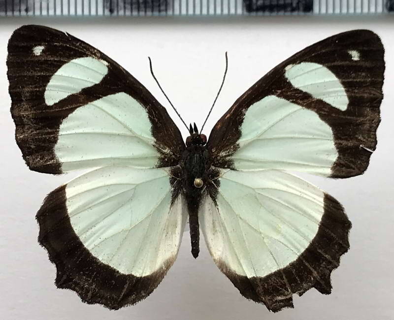pyrrhogyra_crameri_hagnodorus_m_bol-standard.jpg