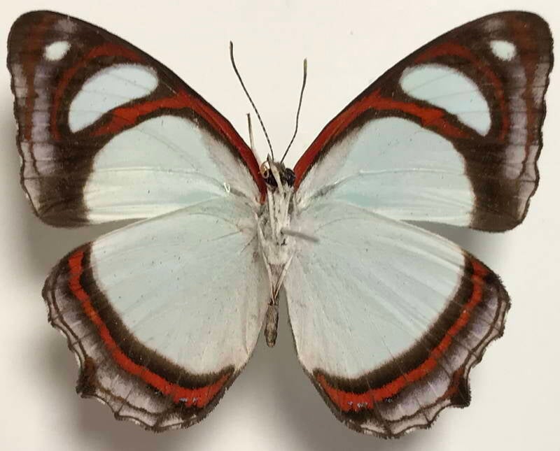 pyrrhogyra_crameri_nautaca_m02_eq_v-standard.jpg