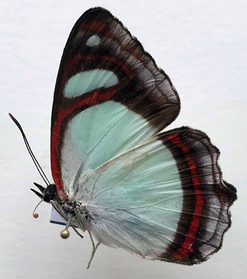 pyrrhogyra_crameri_nautaca_m02_v-standard.jpg