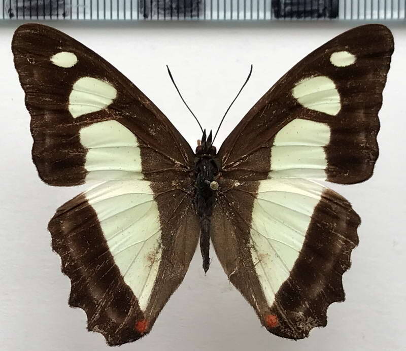 pyrrhogyra_edocla_edocla_m_col-standard.jpg