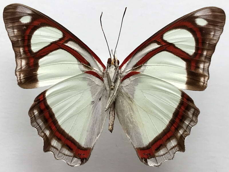 pyrrhogyra_edocla_edocla_m_perou_v-standard.jpg